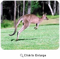 Kangaroo Mousepad