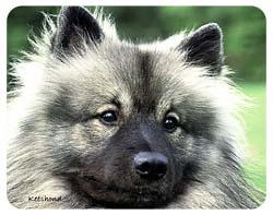 Keeshond Coasters