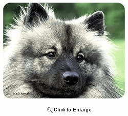 Keeshond Coasters