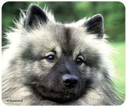 Keeshond Mousepad