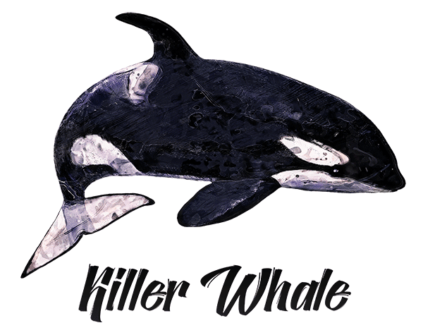 Killer Whale T-Shirt - Vivid Colors