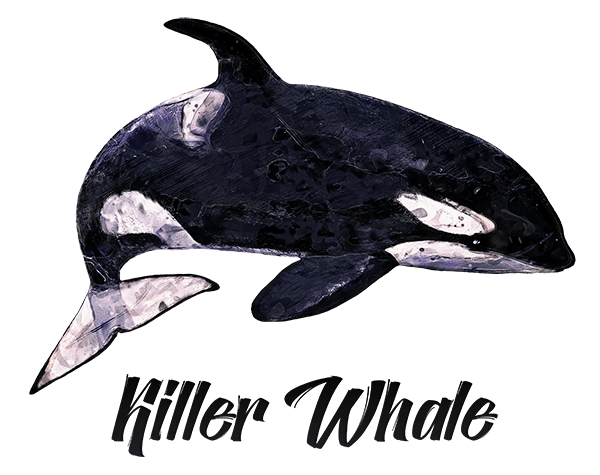 Killer Whale Shirt