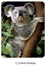 Koala Coasters