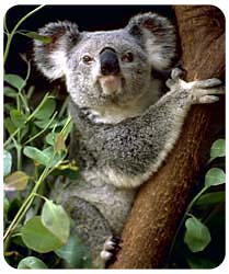 Koala Mousepad