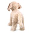 Folkmanis Labradoodle Hand Puppet Plush 20"