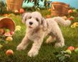 Folkmanis Labradoodle Hand Puppet Plush 20"