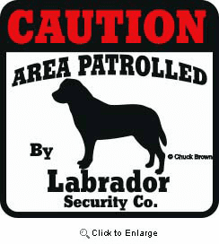 Labrador Bumper Sticker Caution