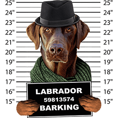 Labrador Retriever Chocolate T-Shirt - Mug Shot