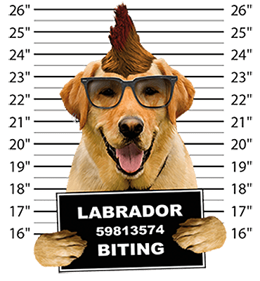 Labrador Retriever Yellow T-Shirt - Mug Shot