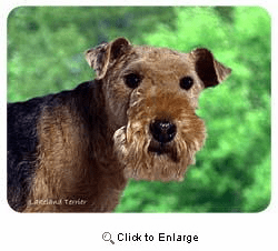 Lakeland Terrier Coasters