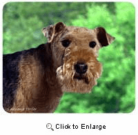 Lakeland Terrier Mousepad