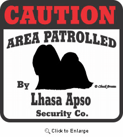 Lhasa Apso Bumper Sticker Caution