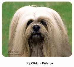 Lhasa Apso Coasters