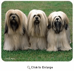 Lhasa Apso Mousepad