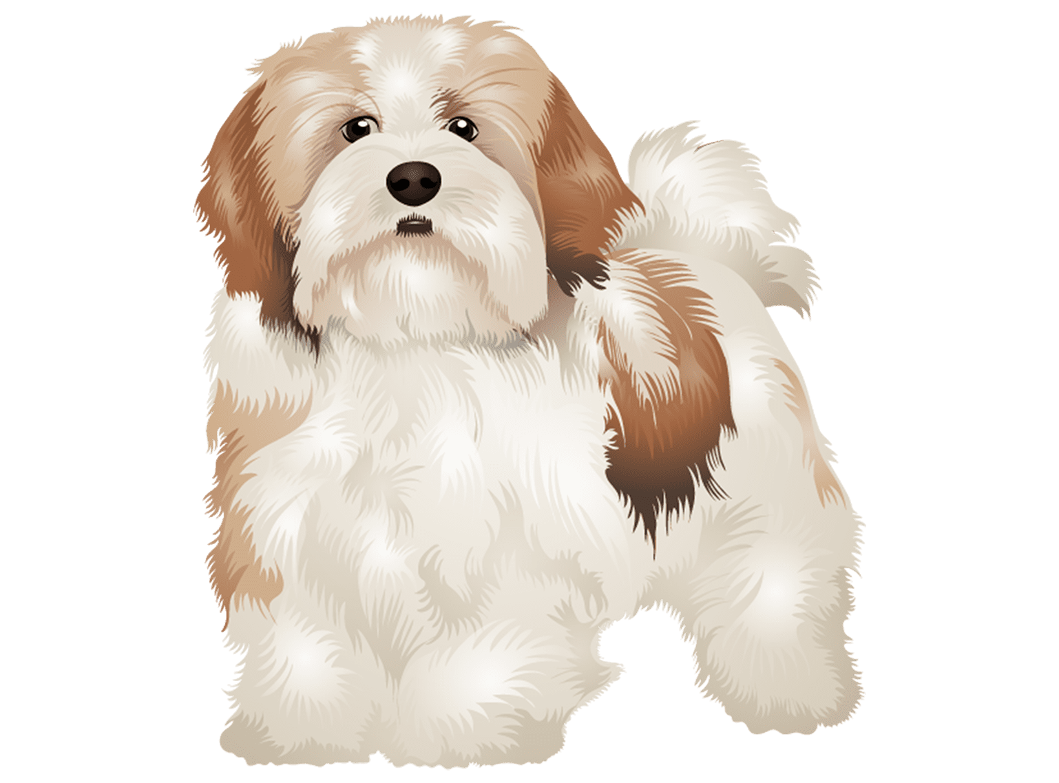 Lhasa Apso T-Shirt - Vibrant Vector