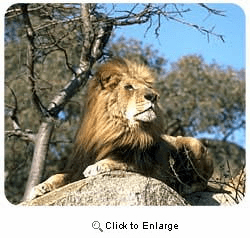 Lion Mousepad
