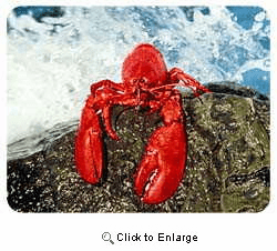 Lobster Coasters