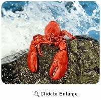 Lobster Mousepad