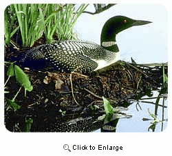 Loon Coasters
