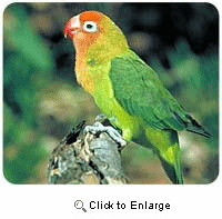 Lovebird Mousepad