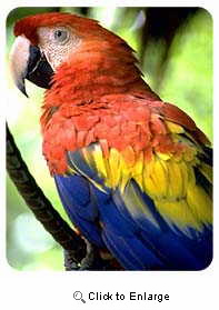 Macaw Coasters