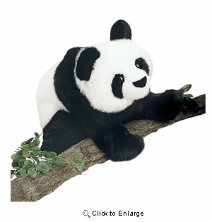 "Mai-Ling"  Panda Bear  Plush 15" by Douglas Toy