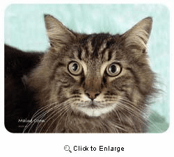 Maine Coon Cat Coasters