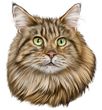 Maine Coon Cat Decal Window Sticker