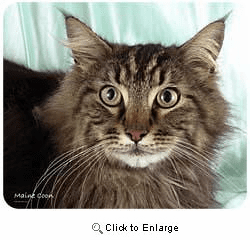 Maine Coon Cat Mousepad