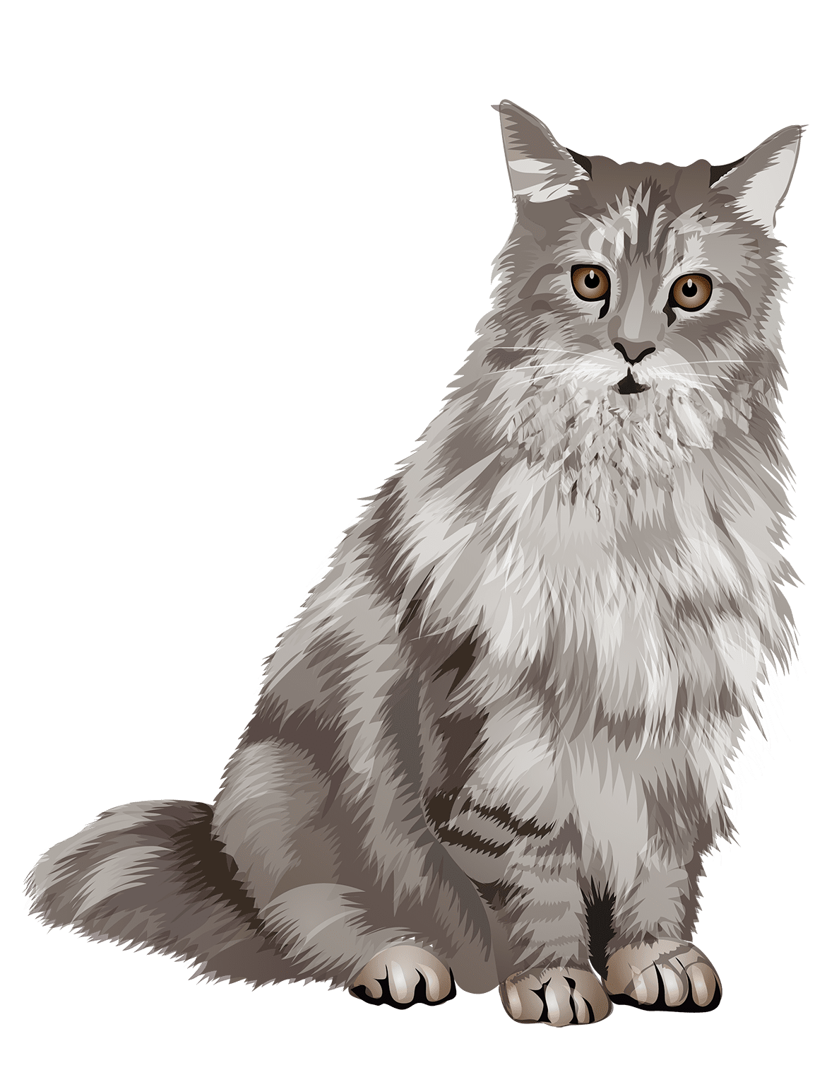 Maine Coon Cat Gifts & Merchandise Animal Den