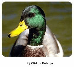 Mallard Duck Drink Coasters