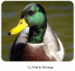 Mallard Duck Mousepad