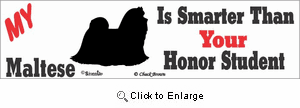 Maltese Bumper Sticker Honor Student