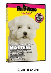 Maltese Video