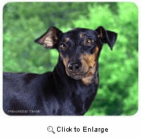 Manchester Terrier Mousepad