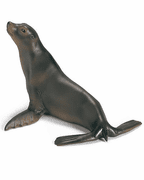Marine Life