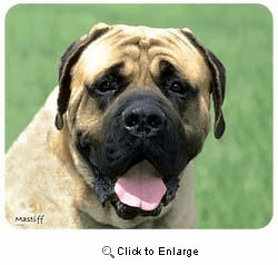 Mastiff Mousepad