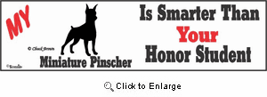 Miniature Pinscher Bumper Sticker Honor Student