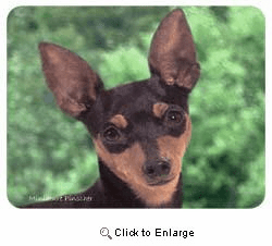 Miniature Pinscher Coasters