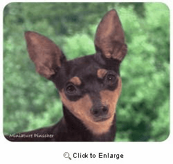 Miniature Pinscher Mousepad