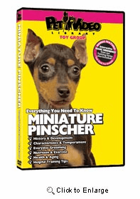 Miniature Pinscher Video