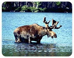 Moose Coasters