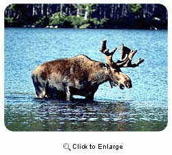 Moose Coasters