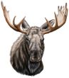 Moose Decal Window Sticker