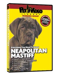 Neapolitan Mastiff Video