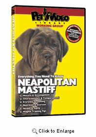 Neapolitan Mastiff Video