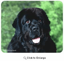Newfoundland Mousepad