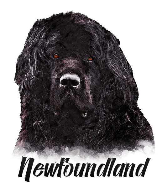 Newfoundland T-Shirt - Vivid Colors