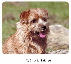 Norfolk Terrier Coasters