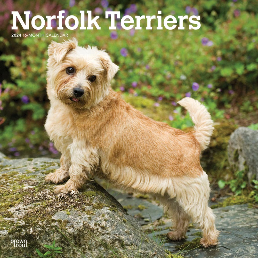 Norfolk Terriers Calendar 2024Animal Den
